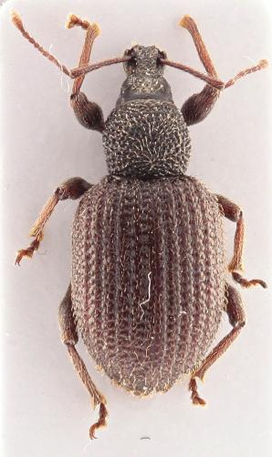 Otiorhynchus rugosostriatus